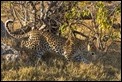Leopard climbing down
