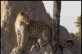 Leopard-on-termite-mound_thumb.jpg