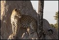 Leopard on termite mound