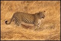 Leopard resting