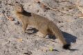 Mongoose-225963.jpg