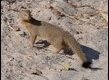 Mongoose-225963_thumb.jpg
