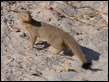 Mongoose-225963