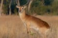 Red-Lechwe.jpg