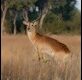 Red-Lechwe_thumb.jpg