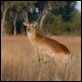 Red Lechwe