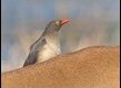 Red-billed-Oxpecker-226010_thumb.jpg