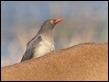 Red-billed Oxpecker-226010