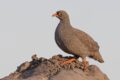 Red-billed-Spurfowl.jpg