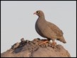 Red-billed Spurfowl