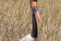 Saddle-billed-Stork.jpg