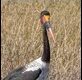 Saddle-billed-Stork_thumb.jpg