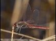 Sympetrum-fonscolombii-225981_thumb.jpg