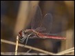 Sympetrum fonscolombii-225981