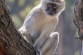Vervet-Monkey.jpg
