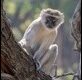 Vervet-Monkey_thumb.jpg