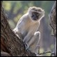 Vervet Monkey