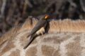 Yellow-billed-Oxpecker-225532.jpg