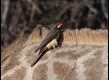 Yellow-billed-Oxpecker-225532_thumb.jpg
