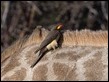 Yellow-billed Oxpecker-225532