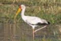 Yellow-billed-Stork-1.jpg