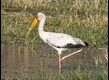 Yellow-billed-Stork-1_thumb.jpg