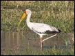 Yellow-billed Stork 1