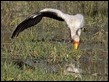 Yellow-billed Stork