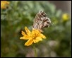 Geranium Bronze