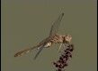Southern-Darter-female-220006_thumb.jpg