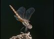 Trithemis-annulata-female_thumb.jpg