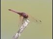 Trithemis-annulata-male-220115_thumb.jpg