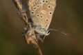 roosting-butterfly-220070.jpg