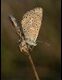 roosting-butterfly-220070_thumb.jpg