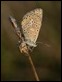 roosting butterfly-220070