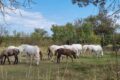 Camargue-horses-perhaps.jpg