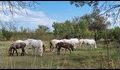 Camargue-horses-perhaps_thumb.jpg