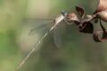 Western-Willow-Spreadwing-220229.jpg