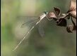 Western-Willow-Spreadwing-220229_thumb.jpg
