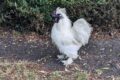Handsome-Cockerel.jpg