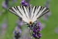 Scarce-Swallowtail.jpg