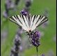 Scarce-Swallowtail_thumb.jpg
