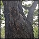 Cicada Tree
