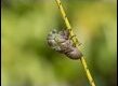 Cicada-sequence-1-of-5_thumb.jpg