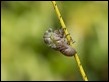 Cicada sequence (1 of 5)
