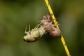 Cicada-sequence-2-of-5.jpg