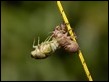 Cicada sequence (2 of 5)