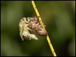 Cicada sequence (3 of 5)