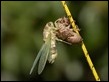 Cicada sequence (4 of 5)