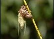 Cicada-sequence-5-of-5_thumb.jpg